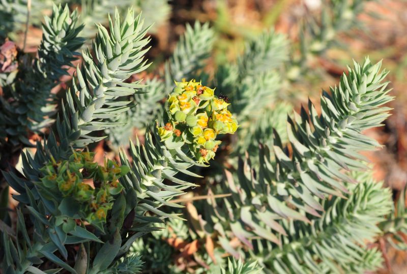 Euphorbia pithyusa subsp. pithyusa / Euforbia delle Baleari